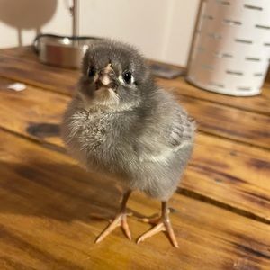 Meet your Posher, Allie